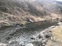 秩父フライフィールド 釣果