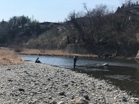 秩父フライフィールド 釣果