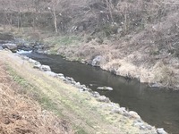 秩父フライフィールド 釣果