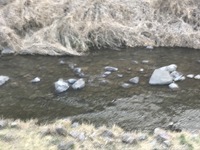 秩父フライフィールド 釣果