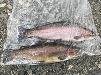 秩父フライフィールド 釣果