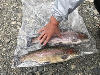 秩父フライフィールド 釣果