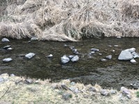 秩父フライフィールド 釣果