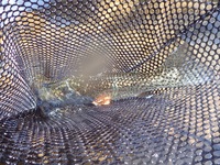 秩父フライフィールド 釣果