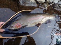 秩父フライフィールド 釣果