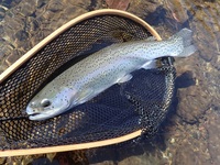 秩父フライフィールド 釣果