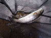 秩父フライフィールド 釣果