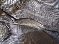 秩父フライフィールド 釣果