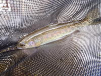 秩父フライフィールド 釣果