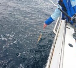 はじめ丸 釣果
