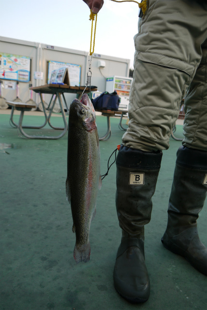としまえんフィッシングエリア 釣果