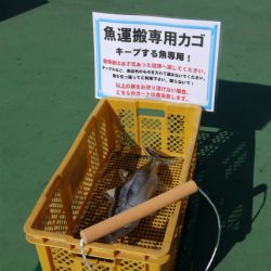としまえんフィッシングエリア 釣果