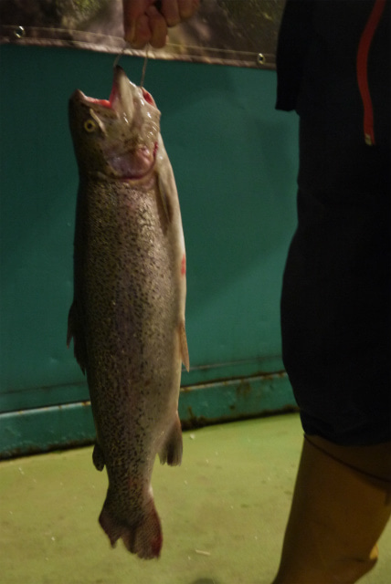 としまえんフィッシングエリア 釣果