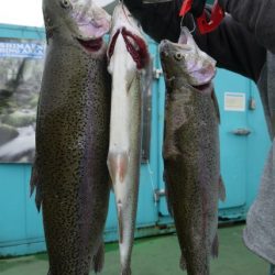 としまえんフィッシングエリア 釣果