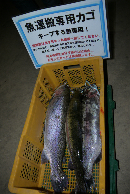 としまえんフィッシングエリア 釣果