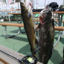 としまえんフィッシングエリア 釣果