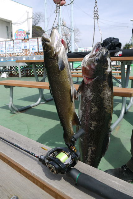 としまえんフィッシングエリア 釣果