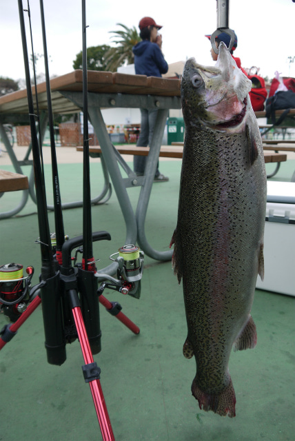 としまえんフィッシングエリア 釣果