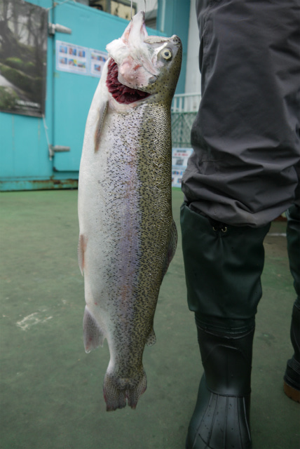 としまえんフィッシングエリア 釣果
