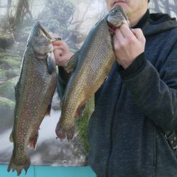 としまえんフィッシングエリア 釣果