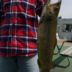 としまえんフィッシングエリア 釣果