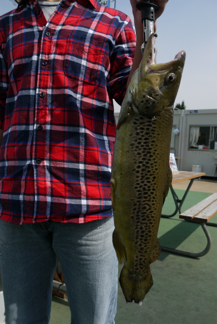 としまえんフィッシングエリア 釣果