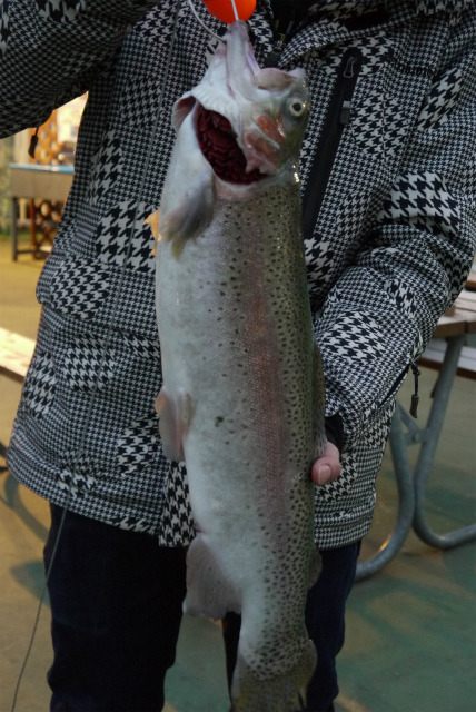 としまえんフィッシングエリア 釣果