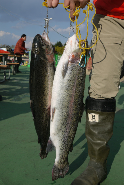 としまえんフィッシングエリア 釣果