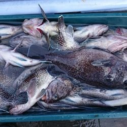 小樽港遊漁船SHAKE 釣果