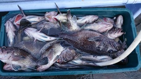 小樽港遊漁船SHAKE 釣果