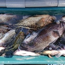 小樽港遊漁船SHAKE 釣果