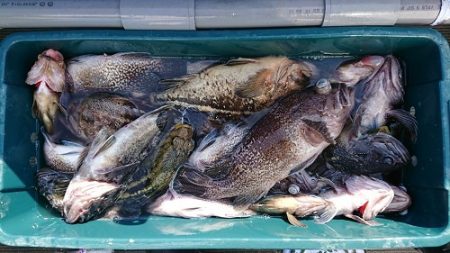 小樽港遊漁船SHAKE 釣果