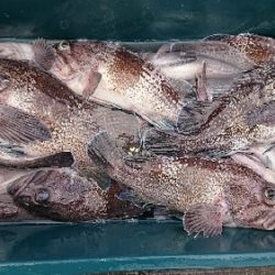 小樽港遊漁船SHAKE 釣果