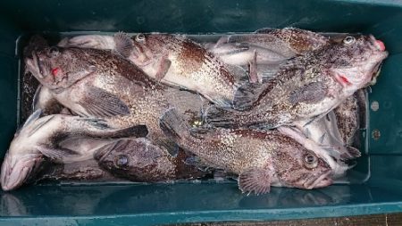 小樽港遊漁船SHAKE 釣果