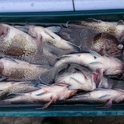 小樽港遊漁船SHAKE 釣果