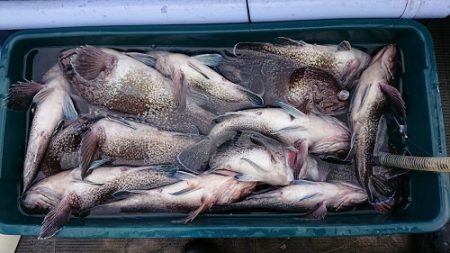 小樽港遊漁船SHAKE 釣果