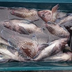 小樽港遊漁船ＳＨＡＫＥ 釣果