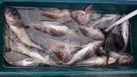 小樽港遊漁船ＳＨＡＫＥ 釣果