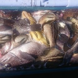 小樽港遊漁船ＳＨＡＫＥ 釣果