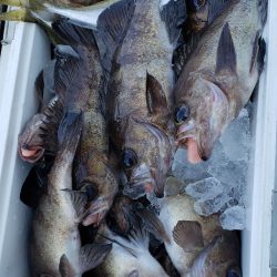 海龍丸（石川） 釣果