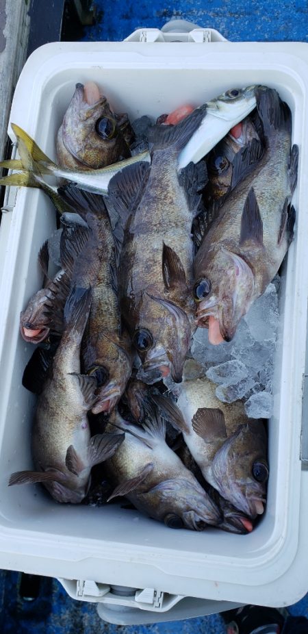 海龍丸（石川） 釣果