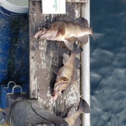海龍丸（石川） 釣果