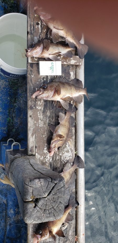 海龍丸（石川） 釣果