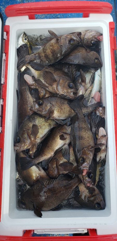 海龍丸（石川） 釣果