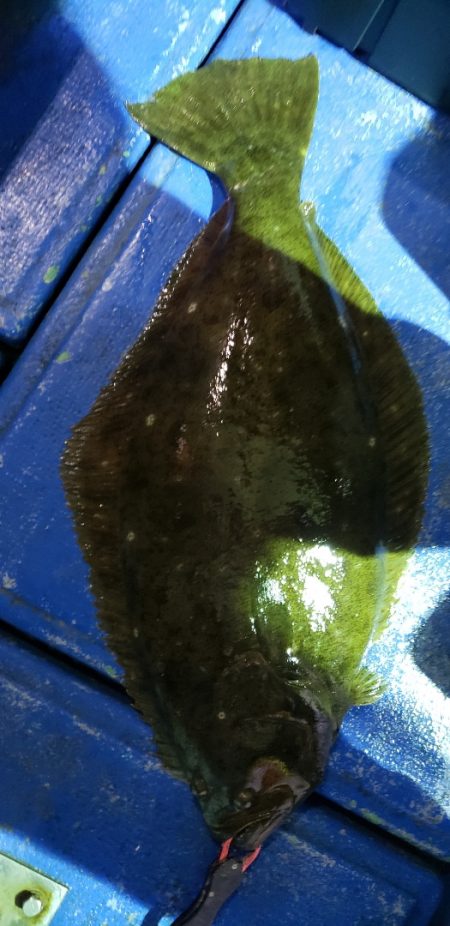 海龍丸（石川） 釣果