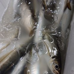 シースナイパー海龍 釣果