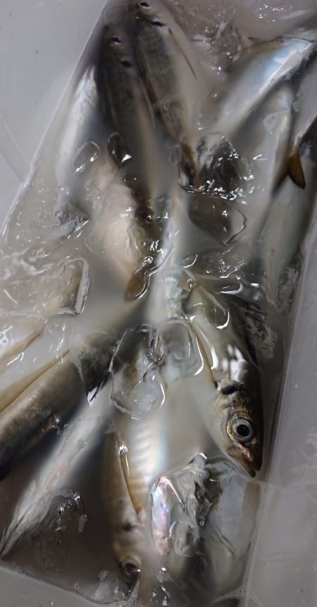 シースナイパー海龍 釣果