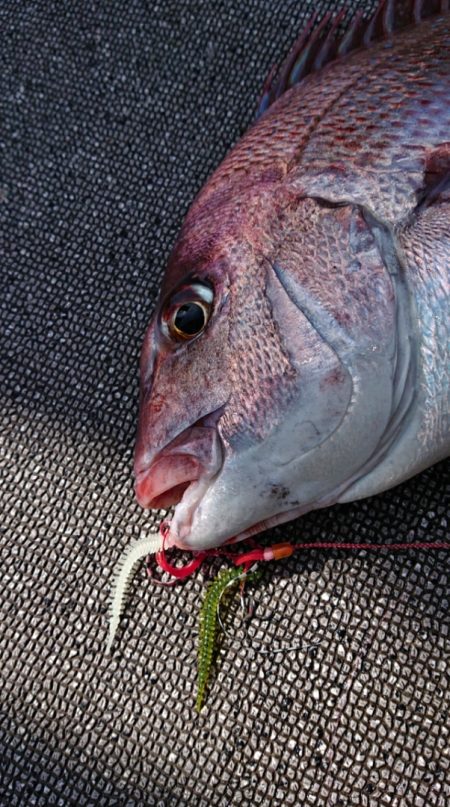 ARCADIAⅡ （アルカディアⅡ） 釣果…