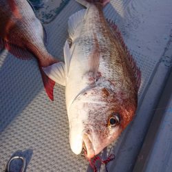 だて丸 釣果
