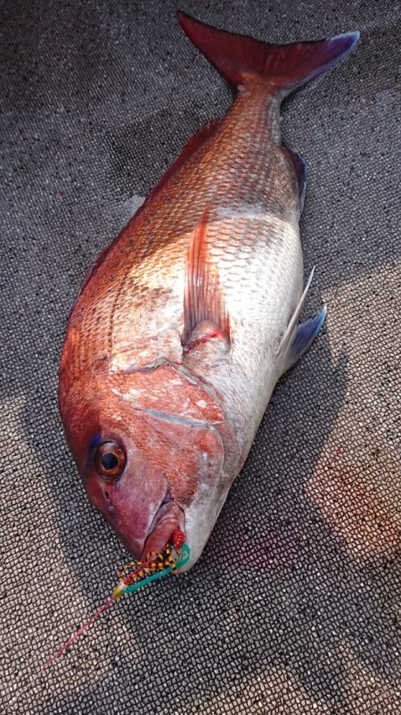 ARCADIAⅡ （アルカディアⅡ） 釣果…